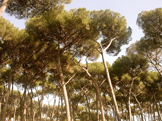 002_pineta antique 740