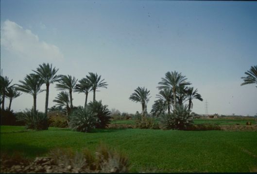 004_Egitto palme 01 180