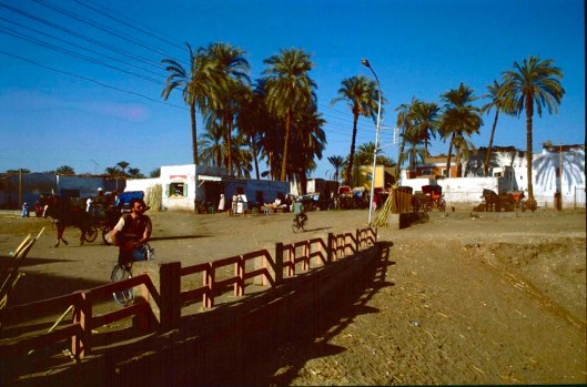 005_Egitto palme 02 180