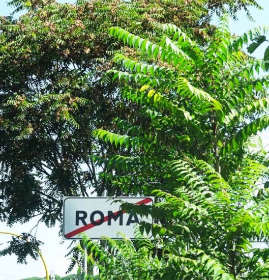 004_ailanto-capitale