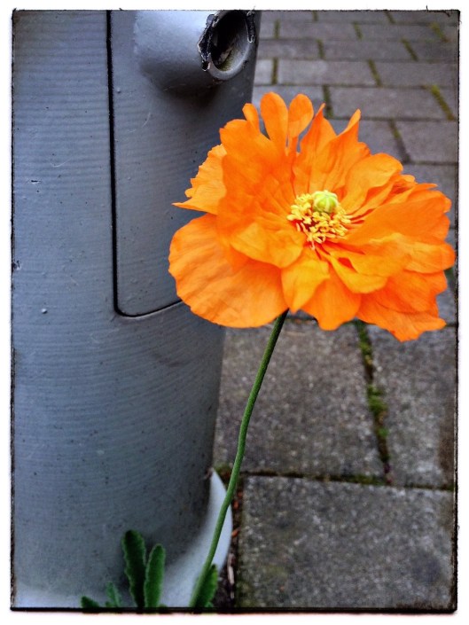 003_fleur de laurence 180